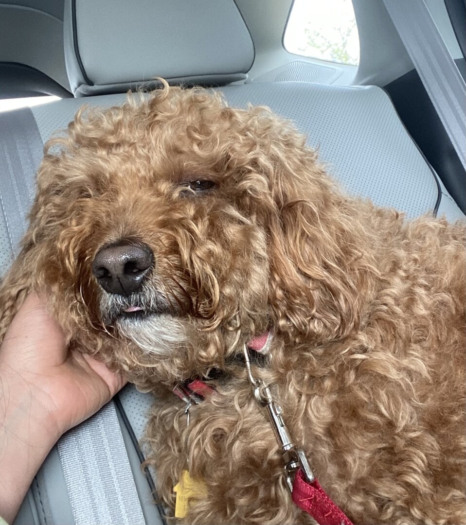 943A02C5-5E16-4838-9CA0-7CD40E24889E.jpeg