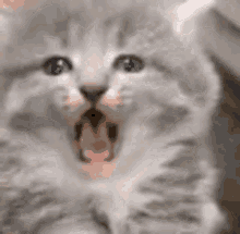 981F0616-F945-43FA-8C2B-4624F2BB8329.gif