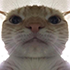 _SwagCat_.png