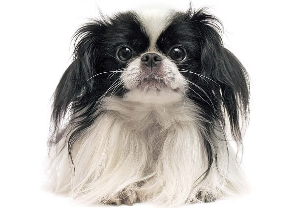 A-Japanese-Chin.jpg
