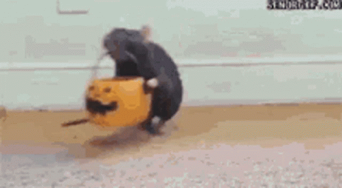 A2CF121A-8D3D-49F4-8E57-2CD46E8F6EAF.gif