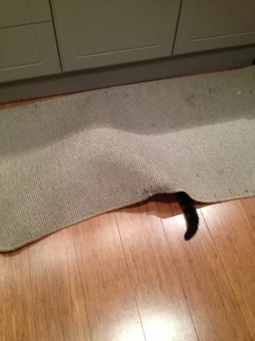 AFE3ECBA-F437-4BEB-A829-60463D987CBE.jpeg