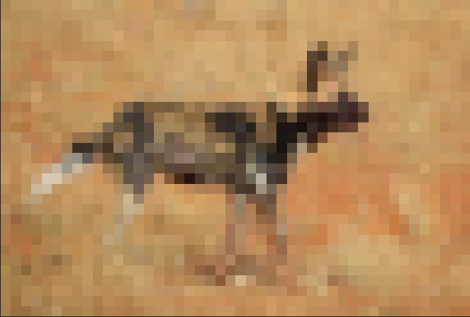 AfricanPixel.PNG