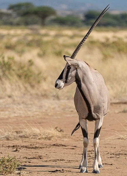 antilope.jpg