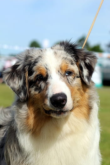 australian-shepherd-aussie-canine-dog-animal-royalty-free-thumbnail.jpg