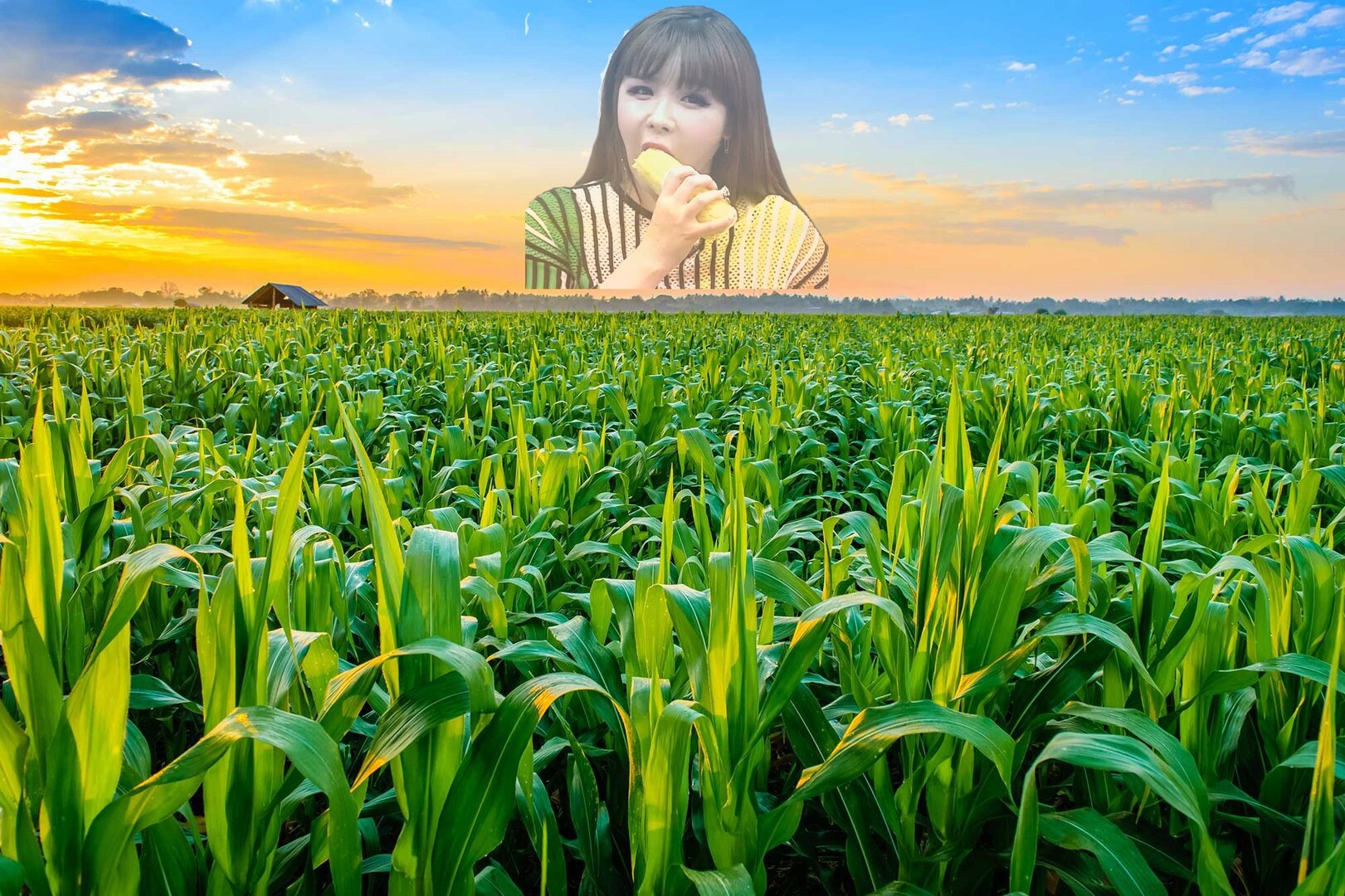 bg-corn-By-naramit.jpg