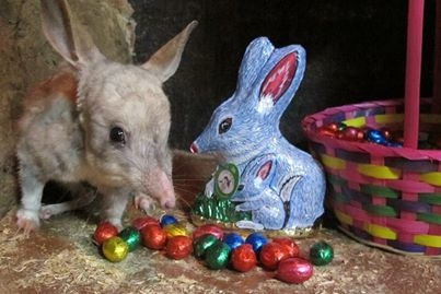 bilby-2.jpg