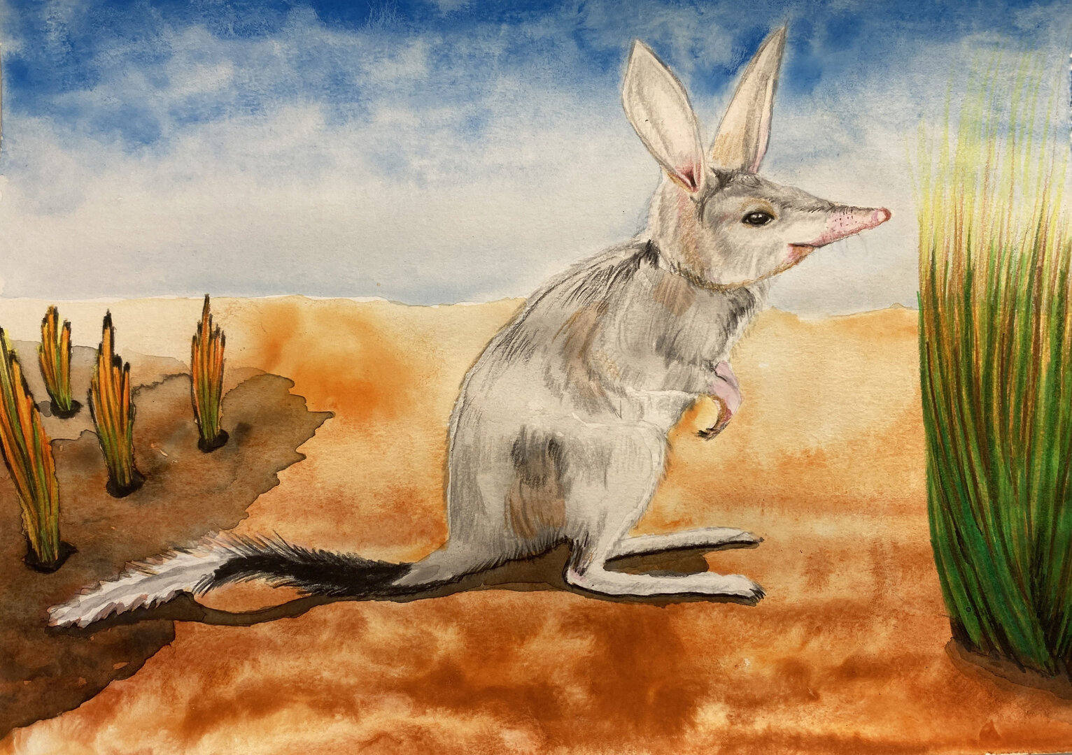 Bilby-Final-artwork-scaled.jpg