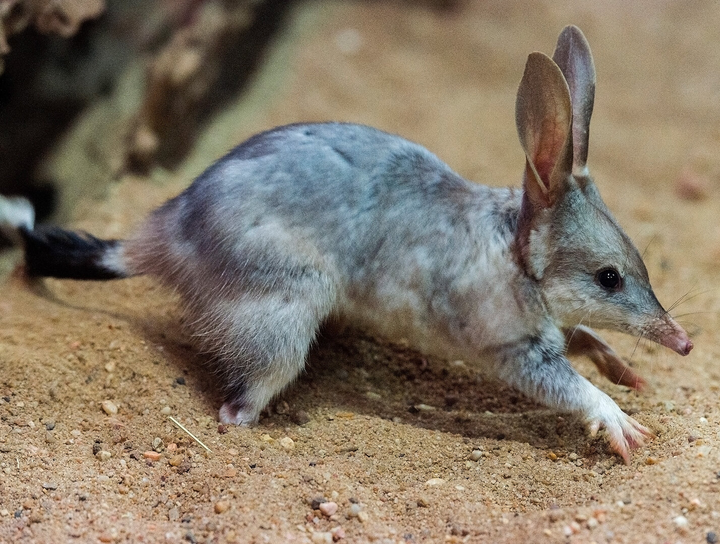 Bilby-stbf-2.jpg