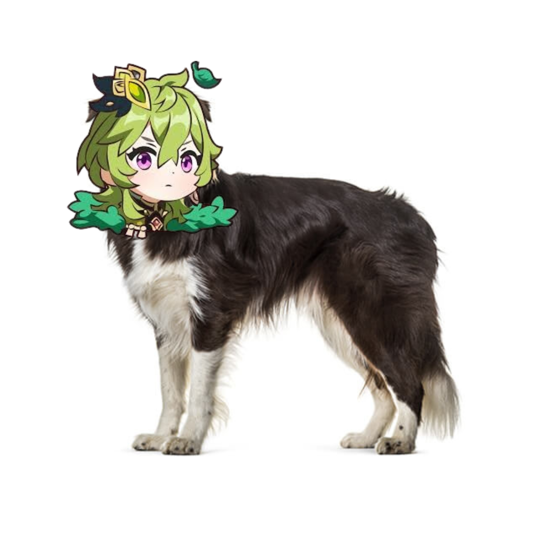 border collei.png