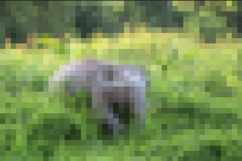 BorneanPixel.PNG