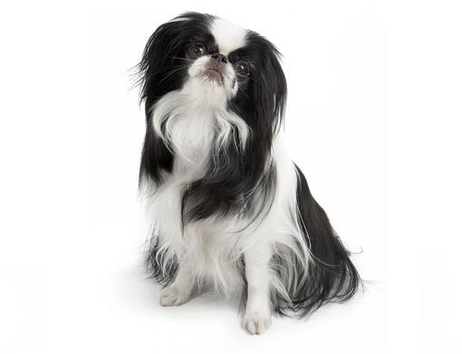 BREED Hero Mobile Japanese Chin.jpg