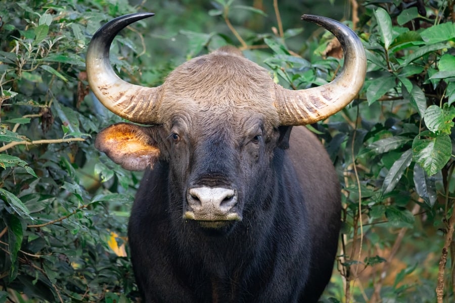 bull-horns.jpeg