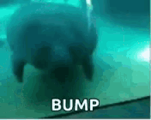 Bump 3.gif