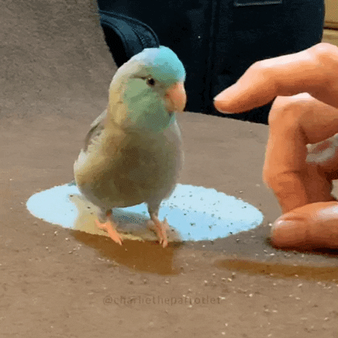 Bump 5.gif
