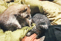 C02C171C-7438-46C9-A699-EDB559ADDDD7.gif