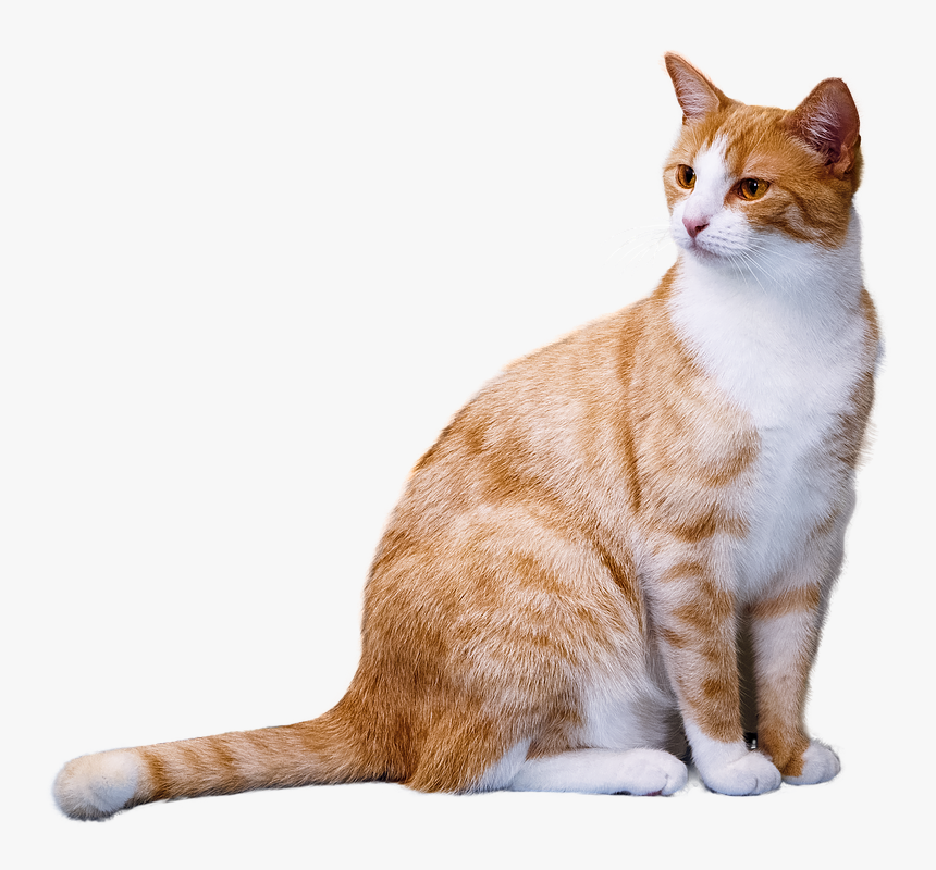 C09619E6-1931-4B74-9E01-14BA85CE0843.png