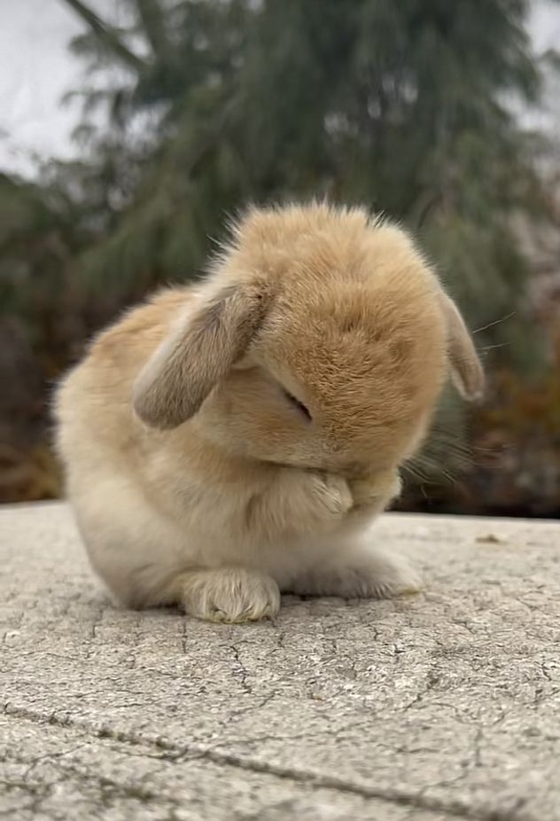 c1ab1059-6b37-439b-8c8b-e6669f0ec2bb.jpeg