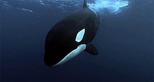 C47F57E3-5379-438F-8349-D413B7CAE6DE.gif