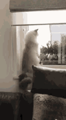 cat-cute.gif