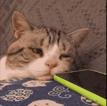 cat.gif