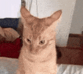 cat-hmph-ezgif.com-crop.gif
