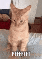 cat-hmph.gif