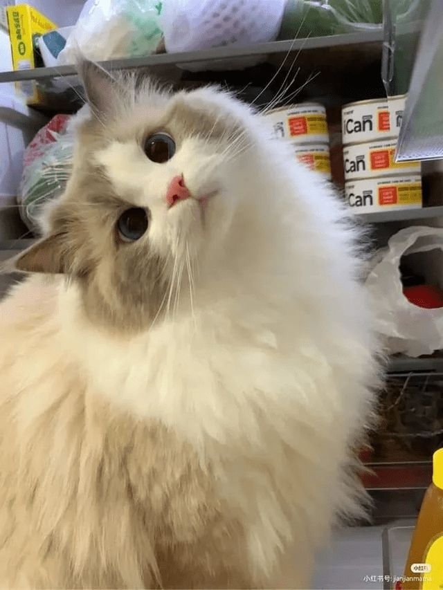 Cat Medley_ Cuteness Galore, Funnies, Rescues, And Appreciation.jpeg
