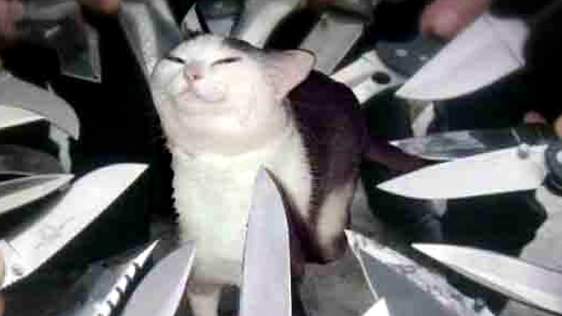 cat.png
