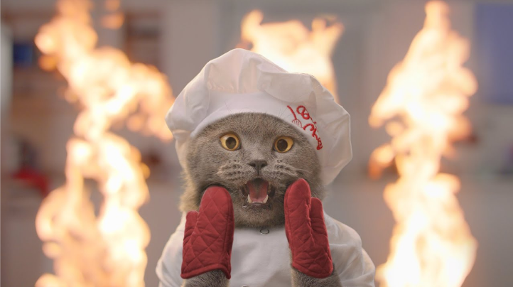 cat.PNG