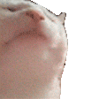 cat vibing.gif