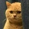 catstare.jpg
