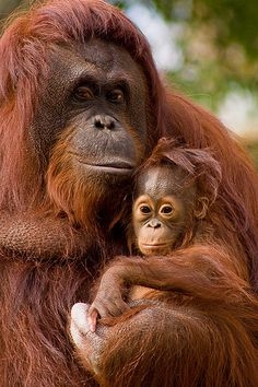 cc09b06c1110ddbd71c6ebe0421c4bbc--palm-oil-baby-orangutan.jpg