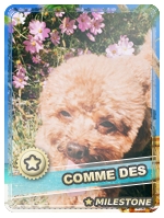 cd1.png