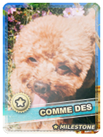 cd2.png