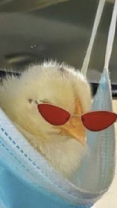 chic-bird.png