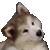 confuseddoggo.gif