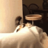 crazed.gif