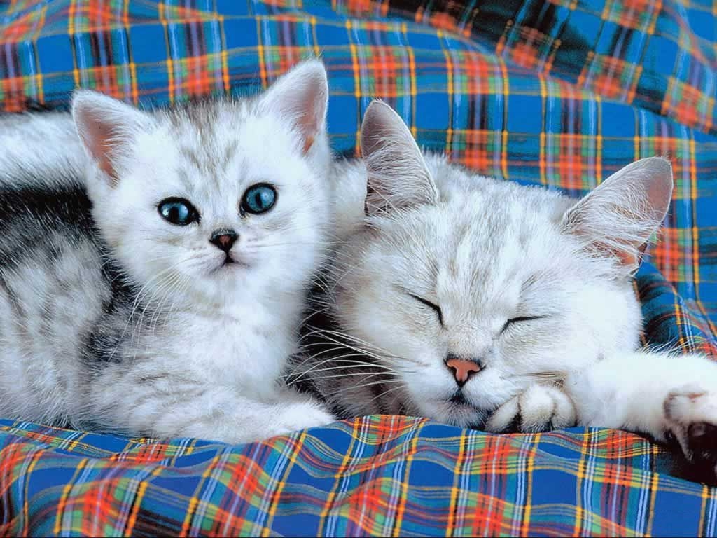 Cute-Kitten-01.jpg