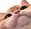 cute_cat.png