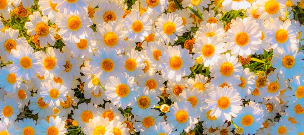 daisies, daisy, cottage core, nature, white, yellow, green, aesthetic, breathtaking, lockscre...jpeg