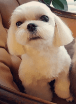 Dalgom.PNG.png