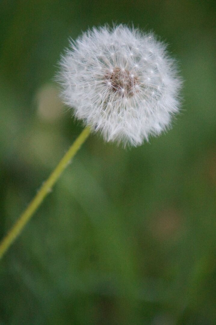 dandelion-wish-flower-plant-spring-summer.jpg