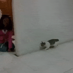 DC05540D-3B9F-4990-985F-4793BB9DD8CC.gif