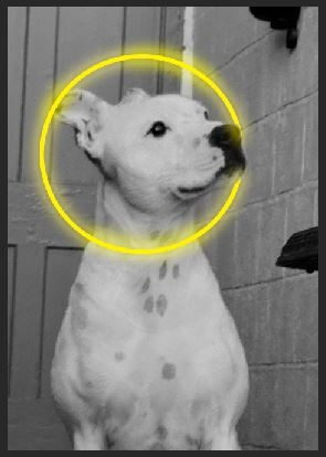dog circle 1.JPG