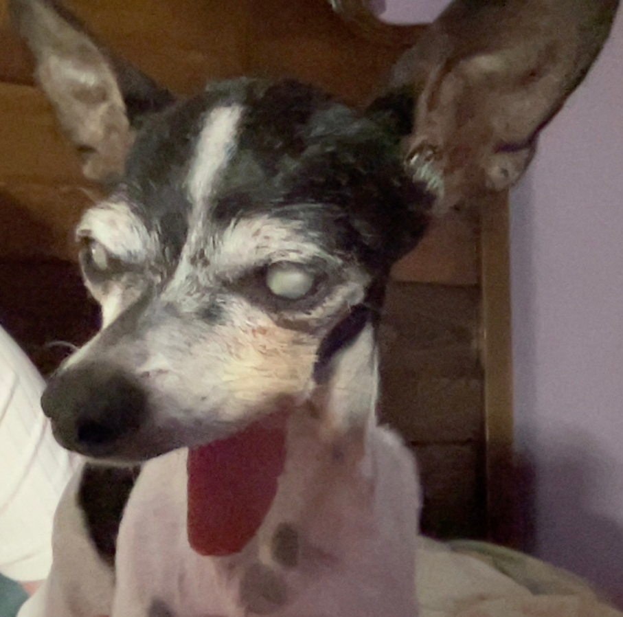 dog.png