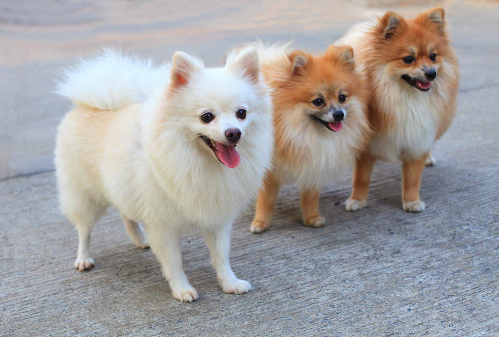 Dog-Pomeranian-Three_lovely_Pomeranians,_each_with_big,_bushy_tails_and_beautiful_pointed_ears.jpg