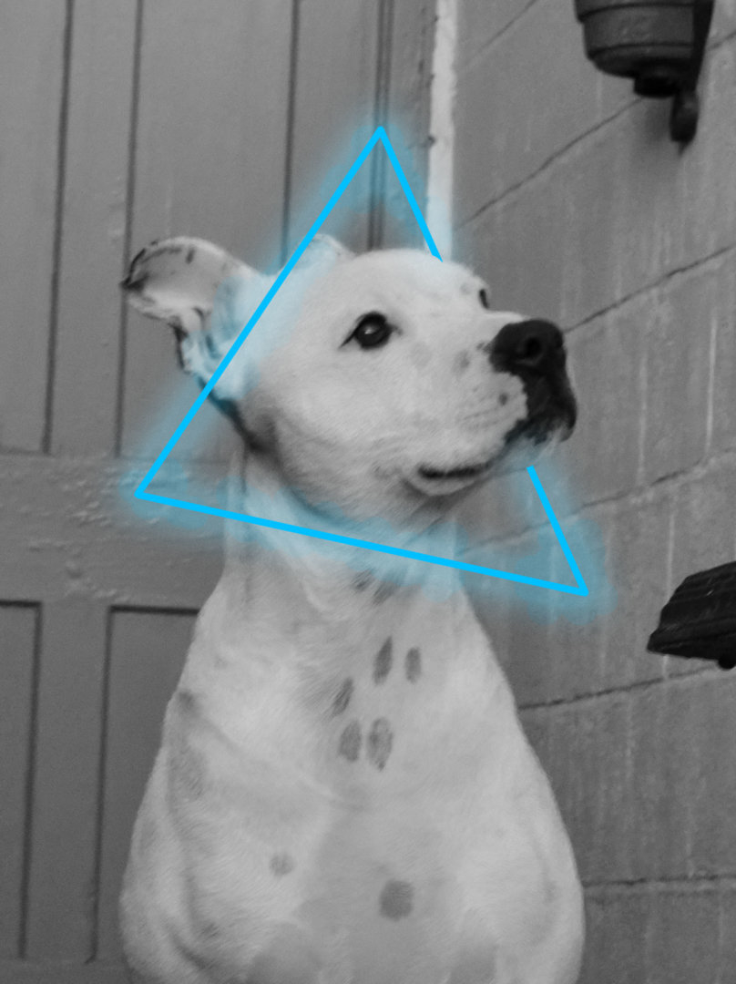 dog triangle final 2.jpg