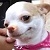 dogstare.jpg