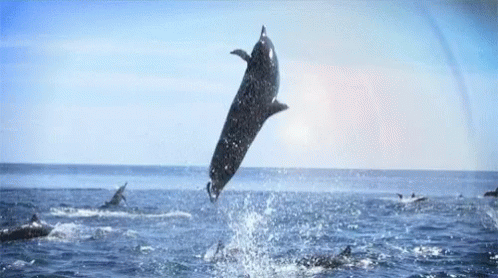 DolphinGIF.gif